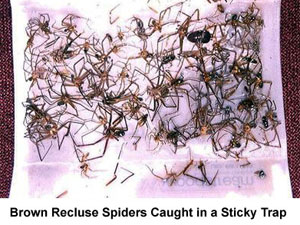 brown-recluse-extermination