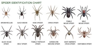 spiders-identification